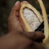 BFREE-Wild-Criollo-Location-Photo-cacao-closeup2-WEB