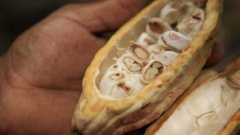 BFREE-Wild-Criollo-location-Photos-courtesy-of-the-HCP--00063